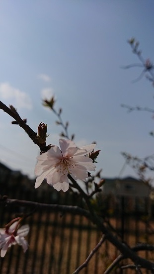 桜1