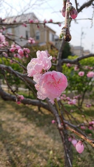 桜2