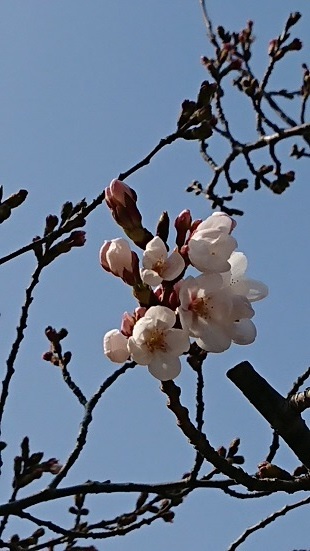 桜3