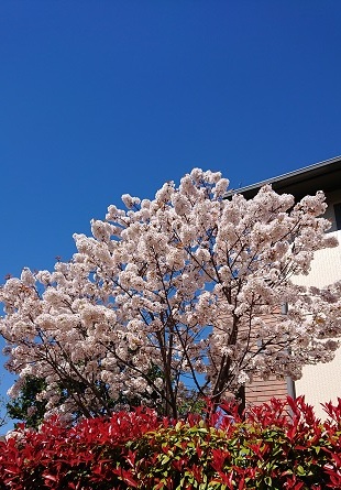 2019山川家桜