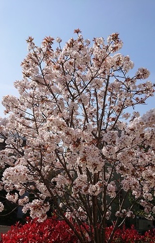 2020桜1