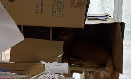 ひっそりじんくん