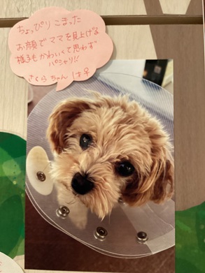 2025道願さくら