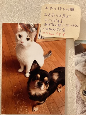 2025藤田ゴマニコ