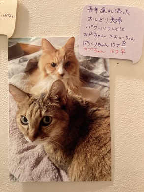 2025藤田ぱっくりカブ