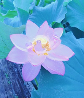 蓮1