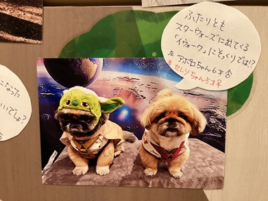 2025中島アポロセレソ