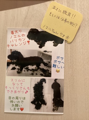 2025吉田ノエル