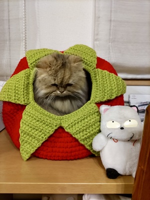 20260119いちごマロン