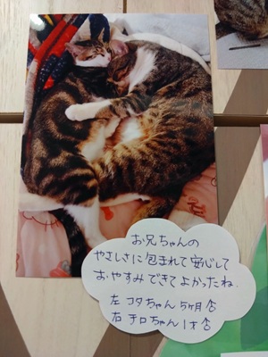 2026中島コタ