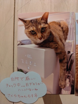 2026酒井さくら