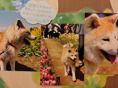 2026佐々木きなこ