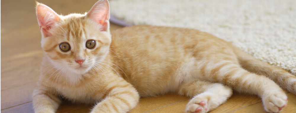 町田で犬 猫の去勢 避妊手術は Pepeどうぶつ病院