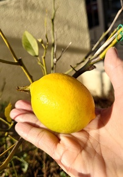 レモン収穫