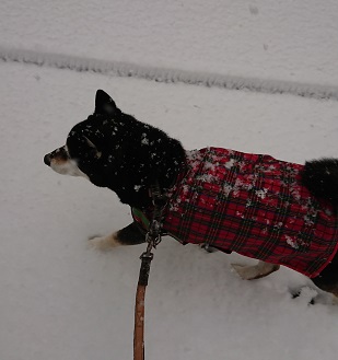 りく雪たのし