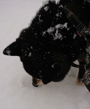 りく雪ぱくり