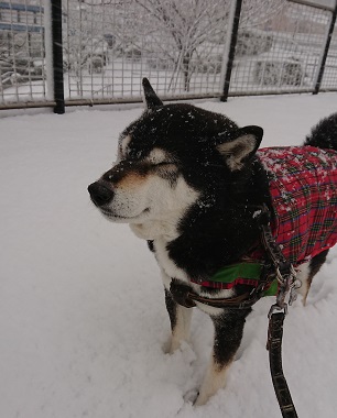 りく雪