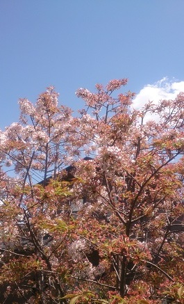 桜散る