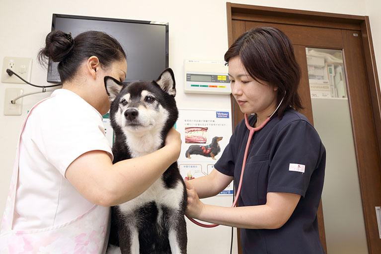町田でペットの体調不良のご相談は Pepeどうぶつ病院へ